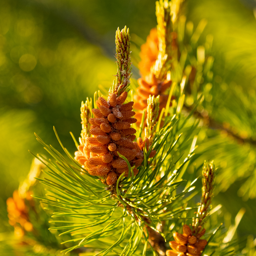 Health Benefits of Pine Pollen - Health from our Backyard