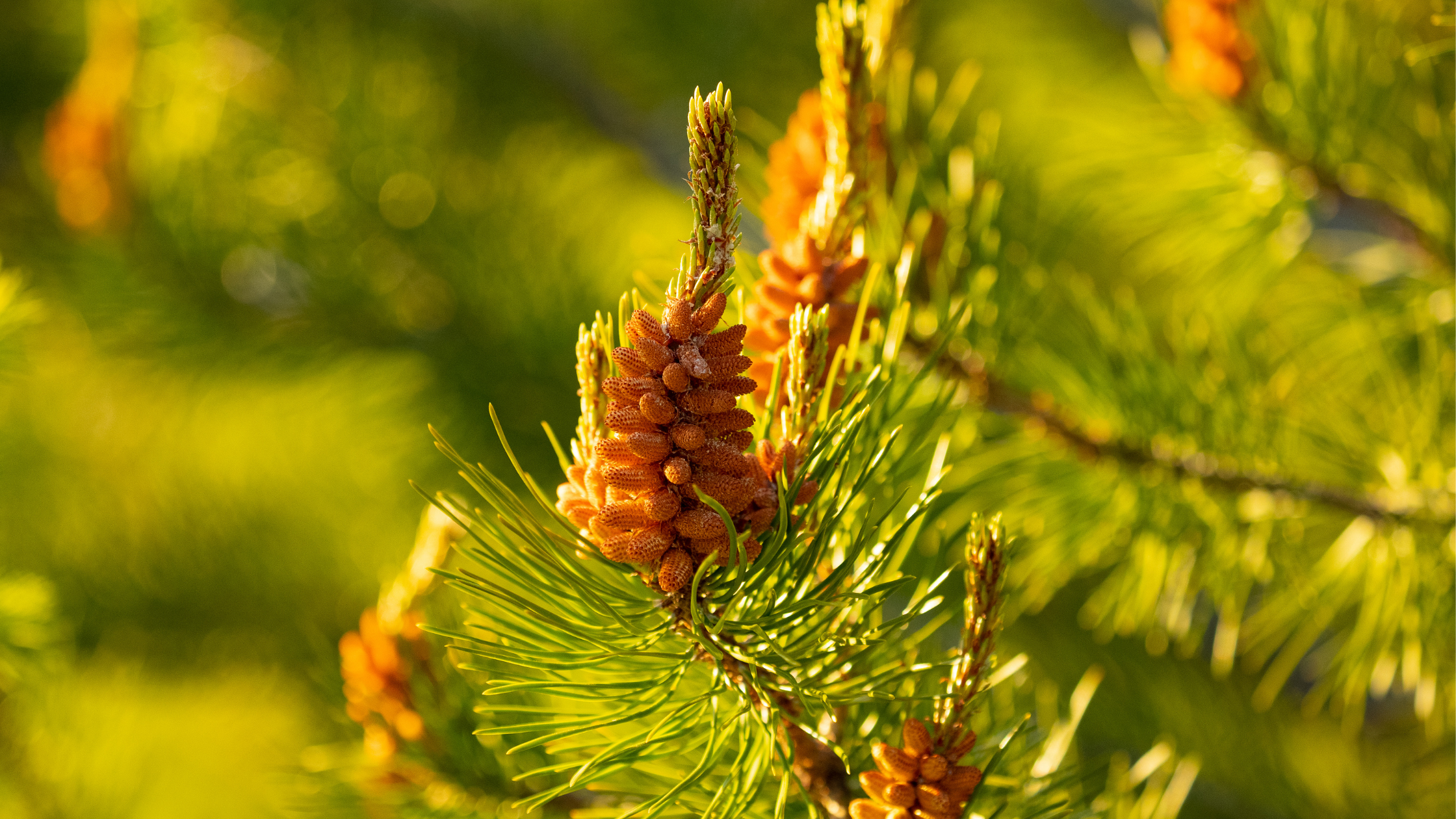 Canadian Superfood – Introducing Pine Pollen
